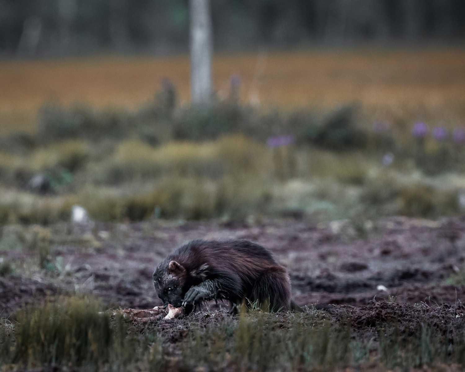 Vielfra&szlig; in Finnland