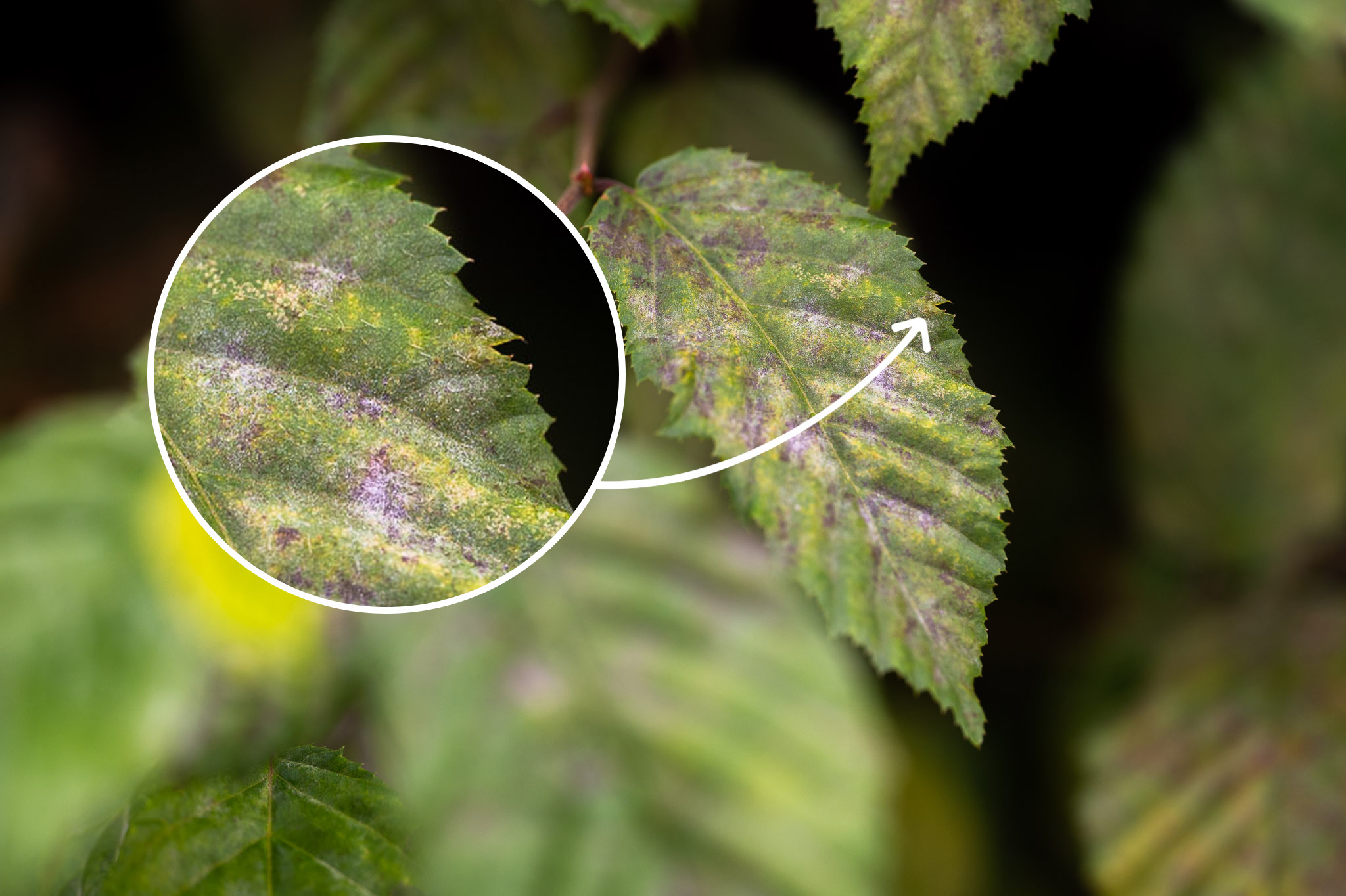 Zoombild mit einem Blatt für Auflösung im Detail