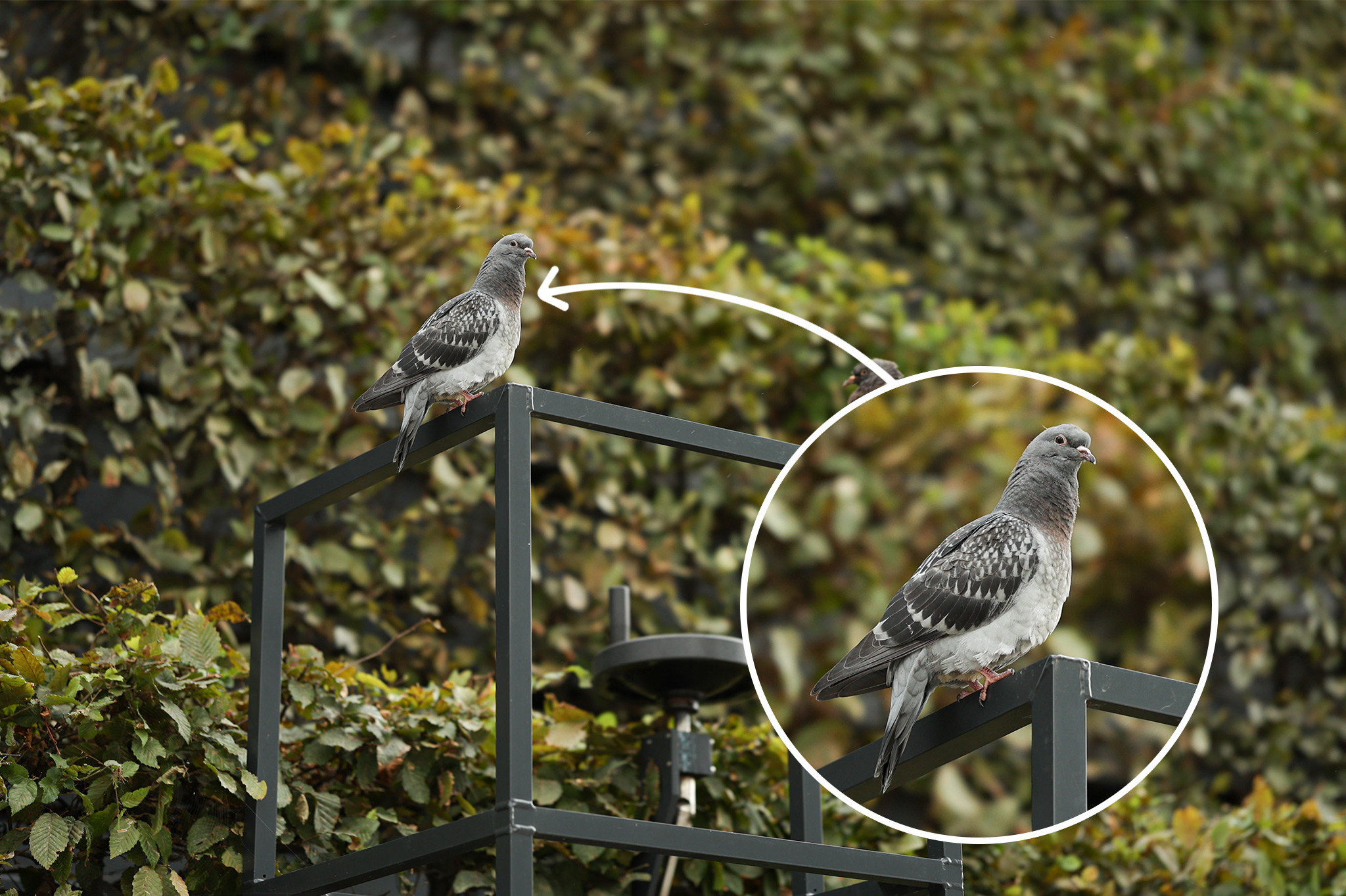 Aufnahme mit dem Canon RF 1,2 L USM DS mit Vergrößerung
